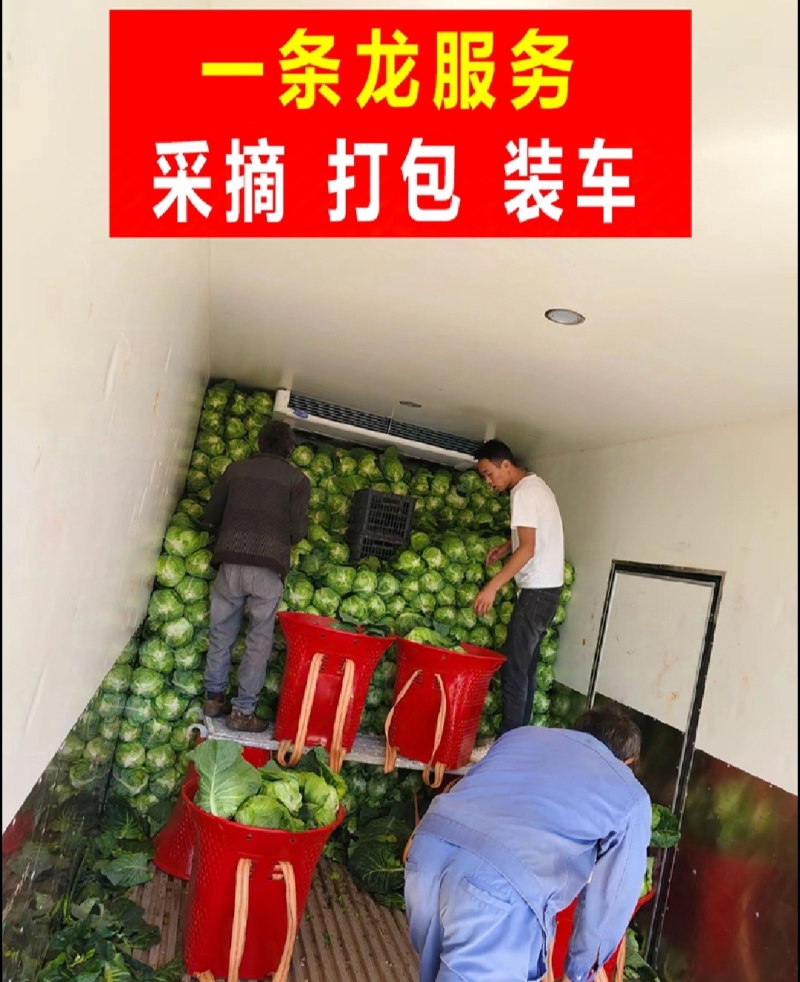 牛心甘蓝牛心头牛心包菜湖北牛心包菜产地发货