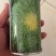 巴硒苦苣种子黄心碎叶小细叶菜籽种苦菜春季菜籽蔬菜种孑