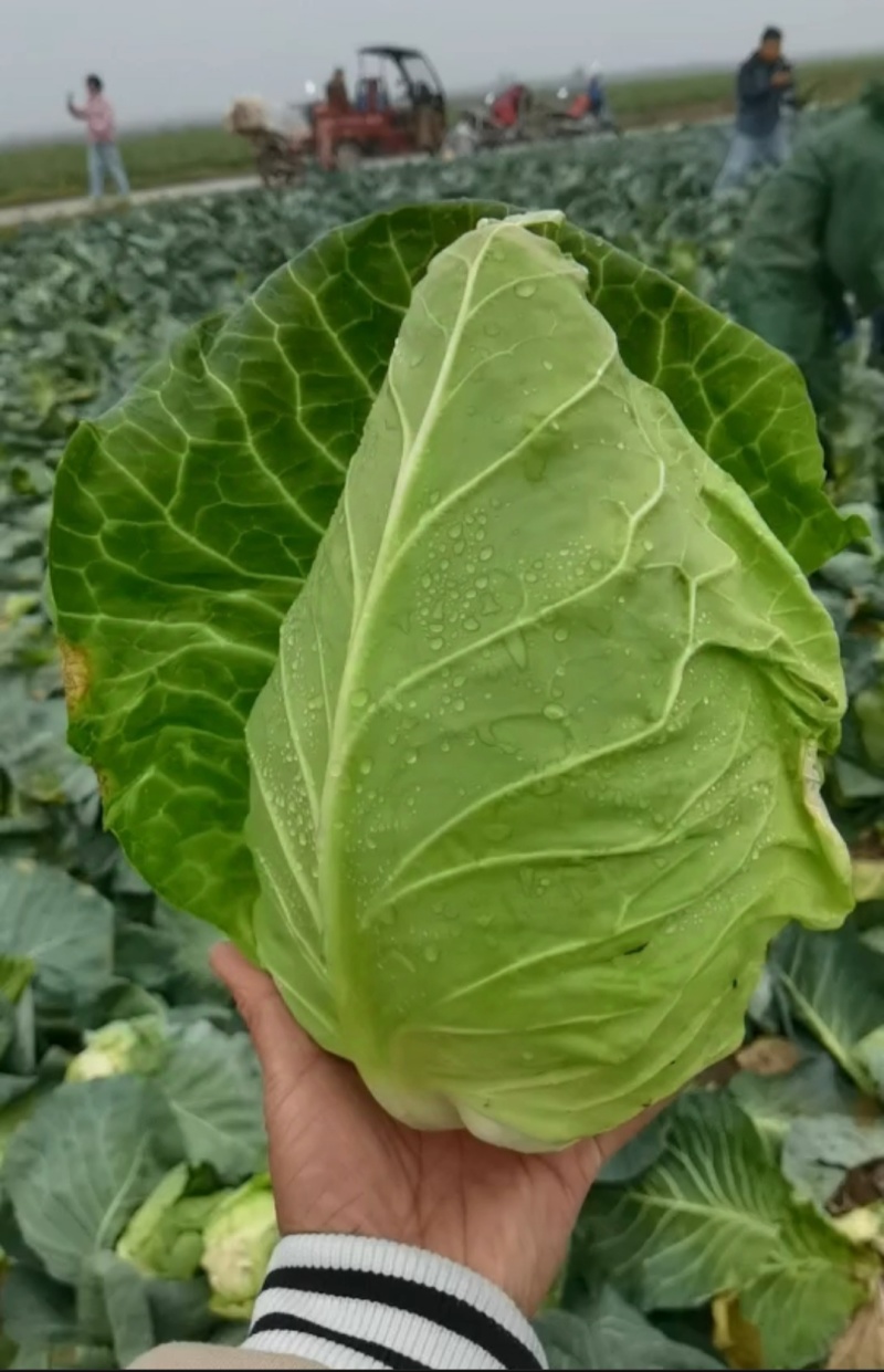 牛心甘蓝牛心头牛心包菜湖北牛心包菜产地发货