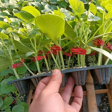 【推荐】甜瓜苗羊角蜜甜瓜苗直颗苗嫁接苗免费技术指导