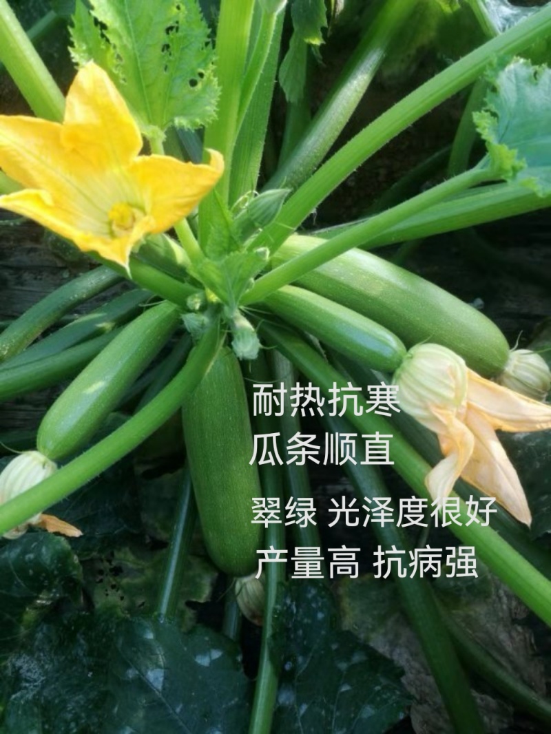 丰硕西葫芦苗翠绿油亮瓜条顺直膨瓜快，早熟抗病强产量高