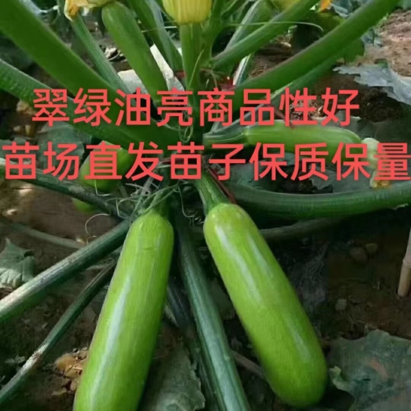 丰硕西葫芦苗翠绿油亮瓜条顺直膨瓜快，早熟抗病强产量高