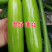 丰硕西葫芦苗翠绿油亮瓜条顺直膨瓜快，早熟抗病强产量高