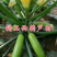 丰硕西葫芦苗翠绿油亮瓜条顺直膨瓜快，早熟抗病强产量高