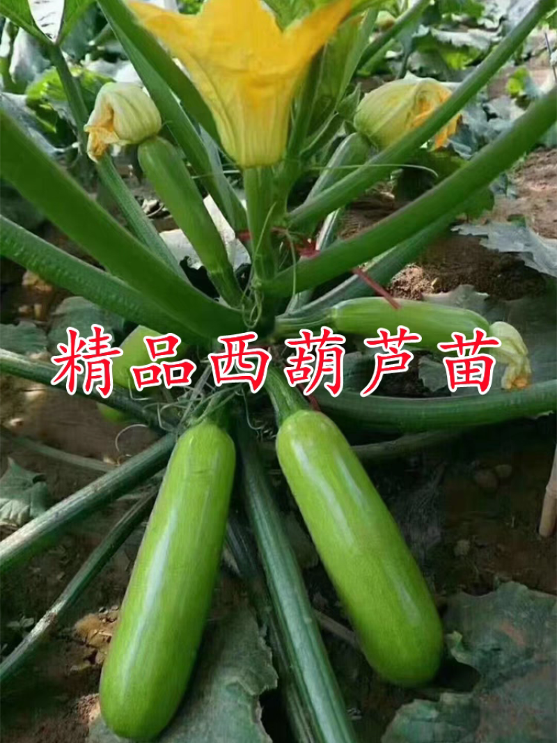 丰硕西葫芦苗翠绿油亮瓜条顺直膨瓜快，早熟抗病强产量高