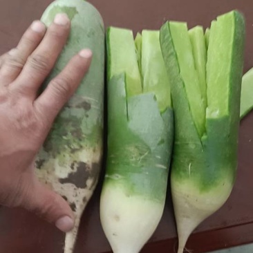 寿光，青州最后的几个棚，有想要联系我