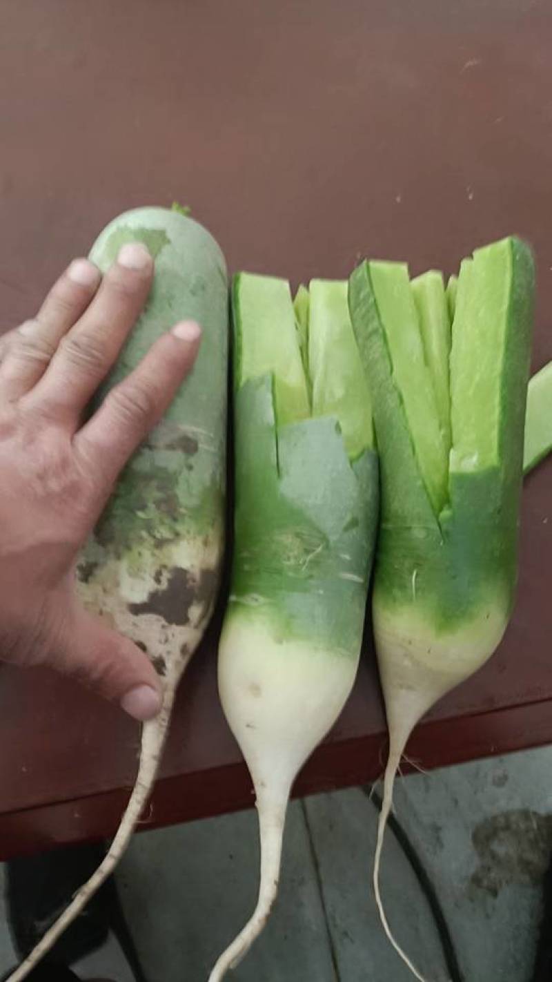 寿光，青州最后的几个棚，有想要联系我