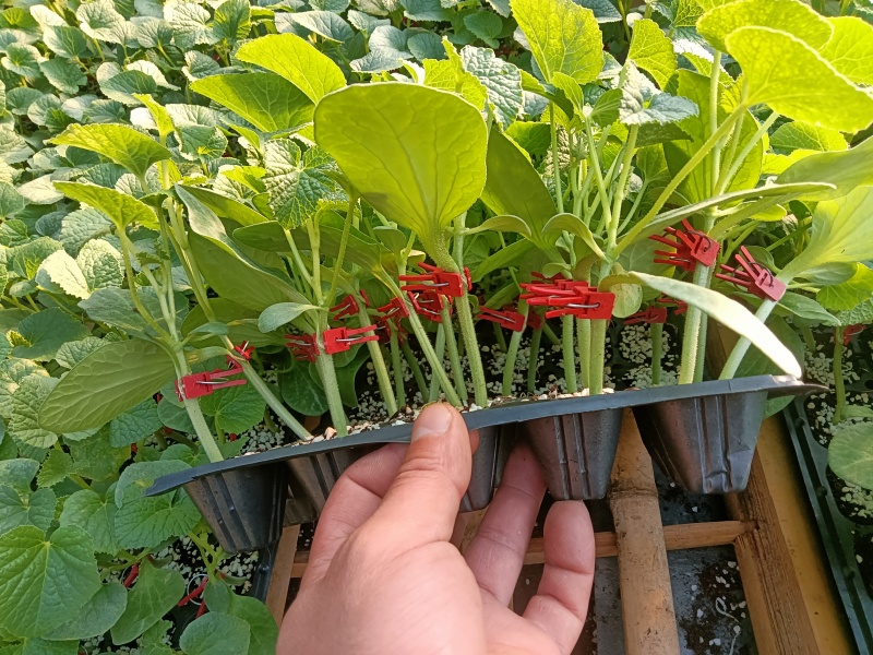 【推荐】甜瓜苗羊角蜜甜瓜苗直颗苗嫁接苗免费技术指导