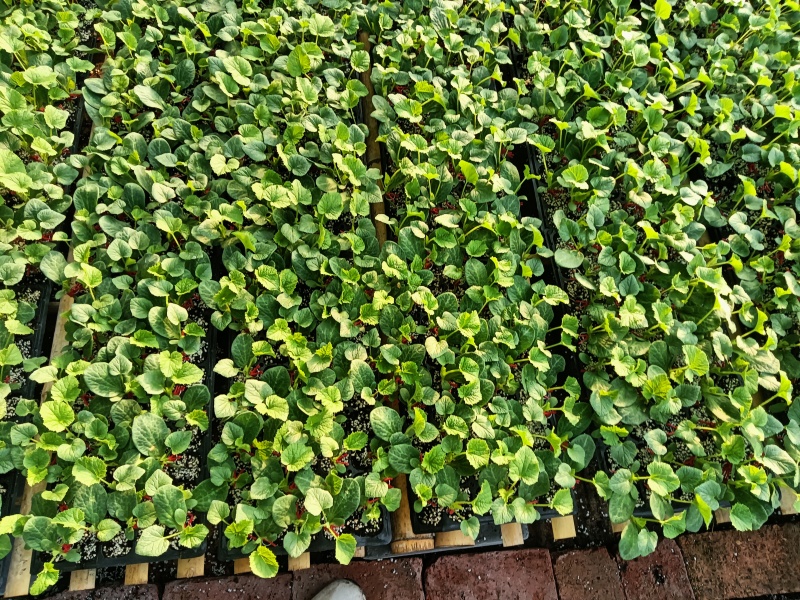 【推荐】甜瓜苗羊角蜜甜瓜苗直颗苗嫁接苗免费技术指导