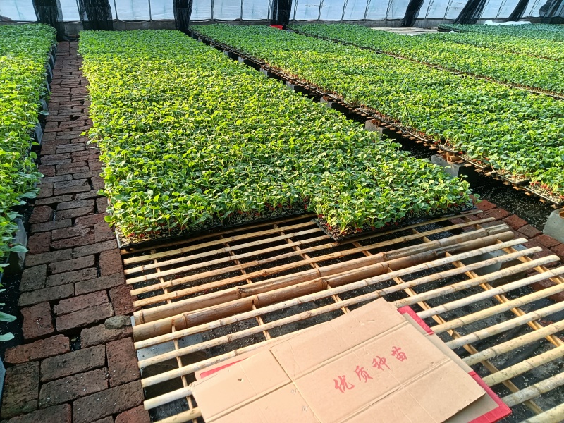 【推荐】甜瓜苗羊角蜜甜瓜苗直颗苗嫁接苗免费技术指导