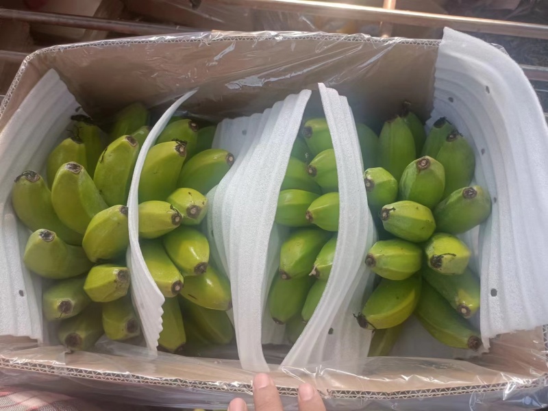广东省湛江市徐闻县网红苹果蕉香蕉粉蕉