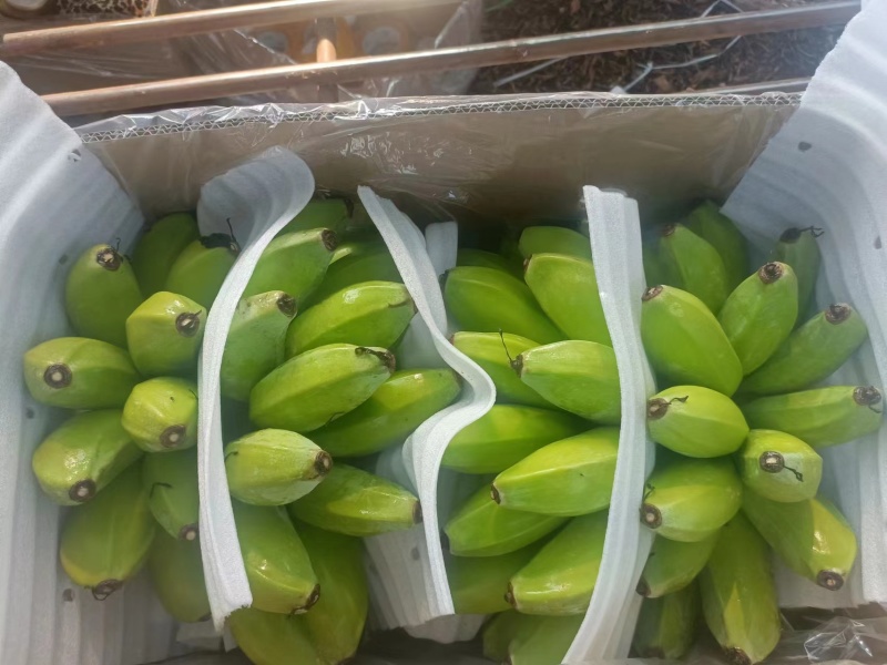 广东省湛江市徐闻县网红苹果蕉香蕉粉蕉