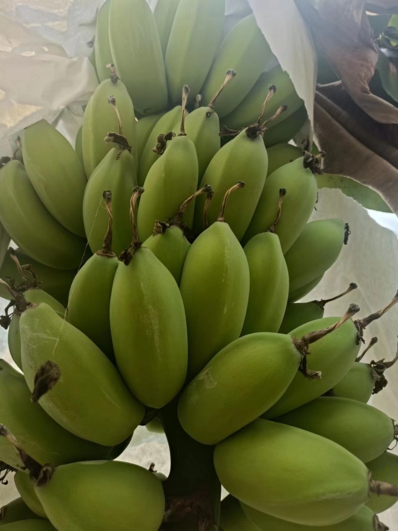 广东省湛江市徐闻县网红苹果蕉香蕉粉蕉