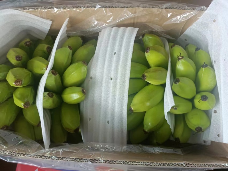 广东省湛江市徐闻县网红苹果蕉香蕉粉蕉