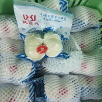 兰州百合产地直销量大质优价格优惠一手货源欢迎采购