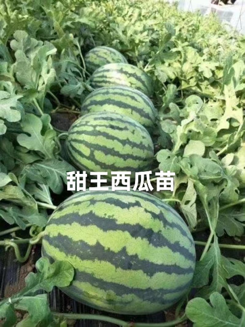 美都麒麟西瓜苗8424甜王2K金城5号糖度高有现苗