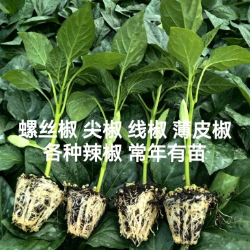 辣椒苗朝天椒苗麻椒牛角椒苗辣妹子太空椒苗品质保证常年有苗