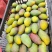 贵妃芒海南贵妃芒基地直发品质保证价格可谈欢迎咨询