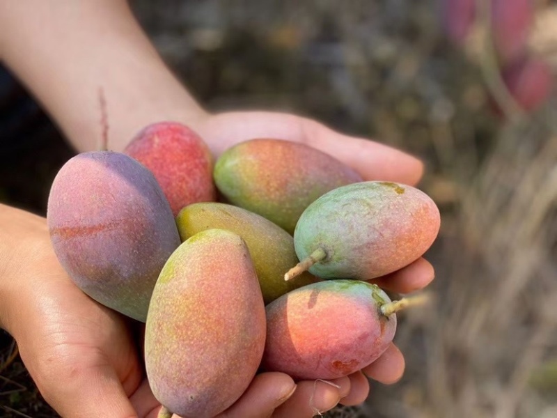 贵妃芒海南贵妃芒基地直发品质保证价格可谈欢迎咨询