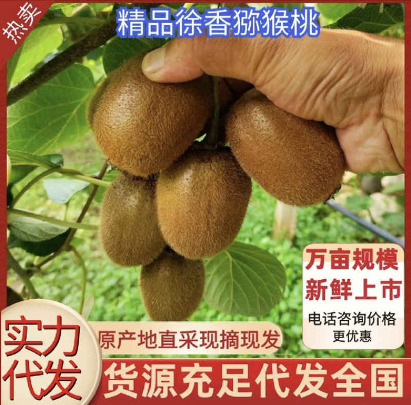 【一件代发】徐香猕猴桃