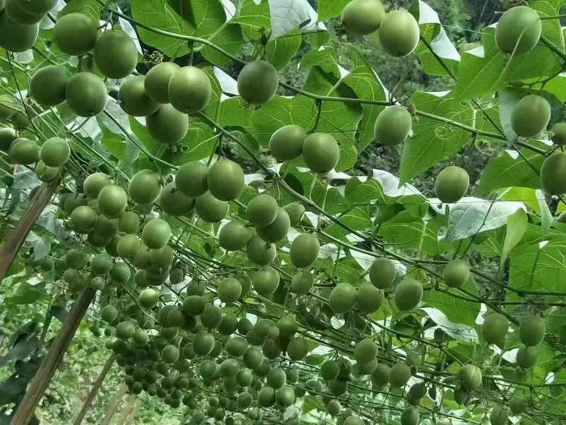 罗汉果果苗带杯发货量大价优基地直发保质保量欢迎选购