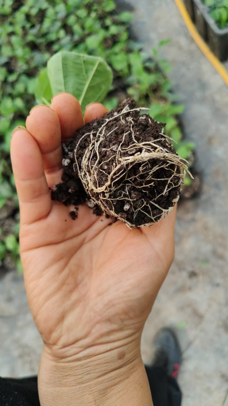 罗汉果果苗带杯发货量大价优基地直发保质保量欢迎选购