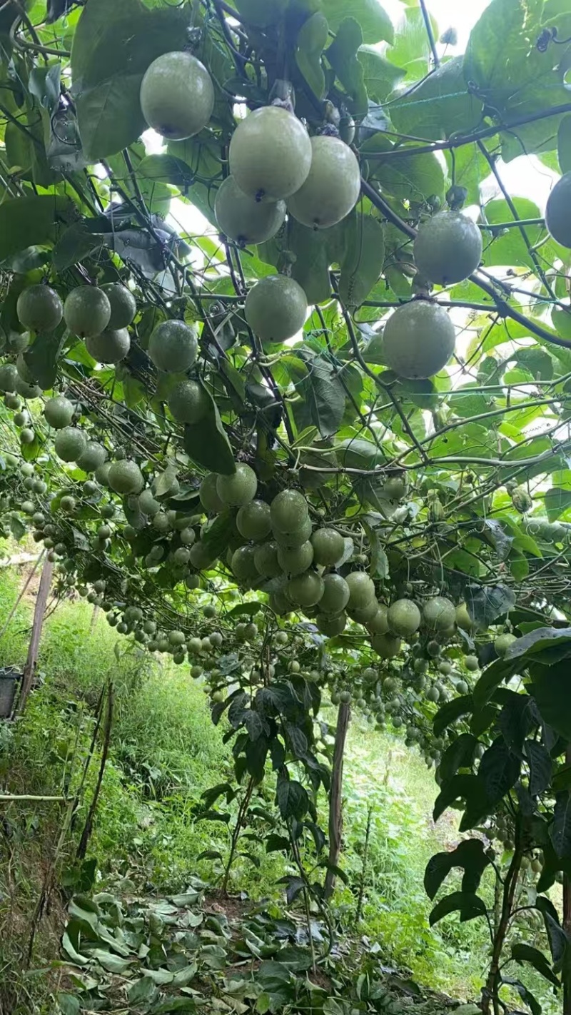 罗汉果果苗带杯发货量大价优基地直发保质保量欢迎选购