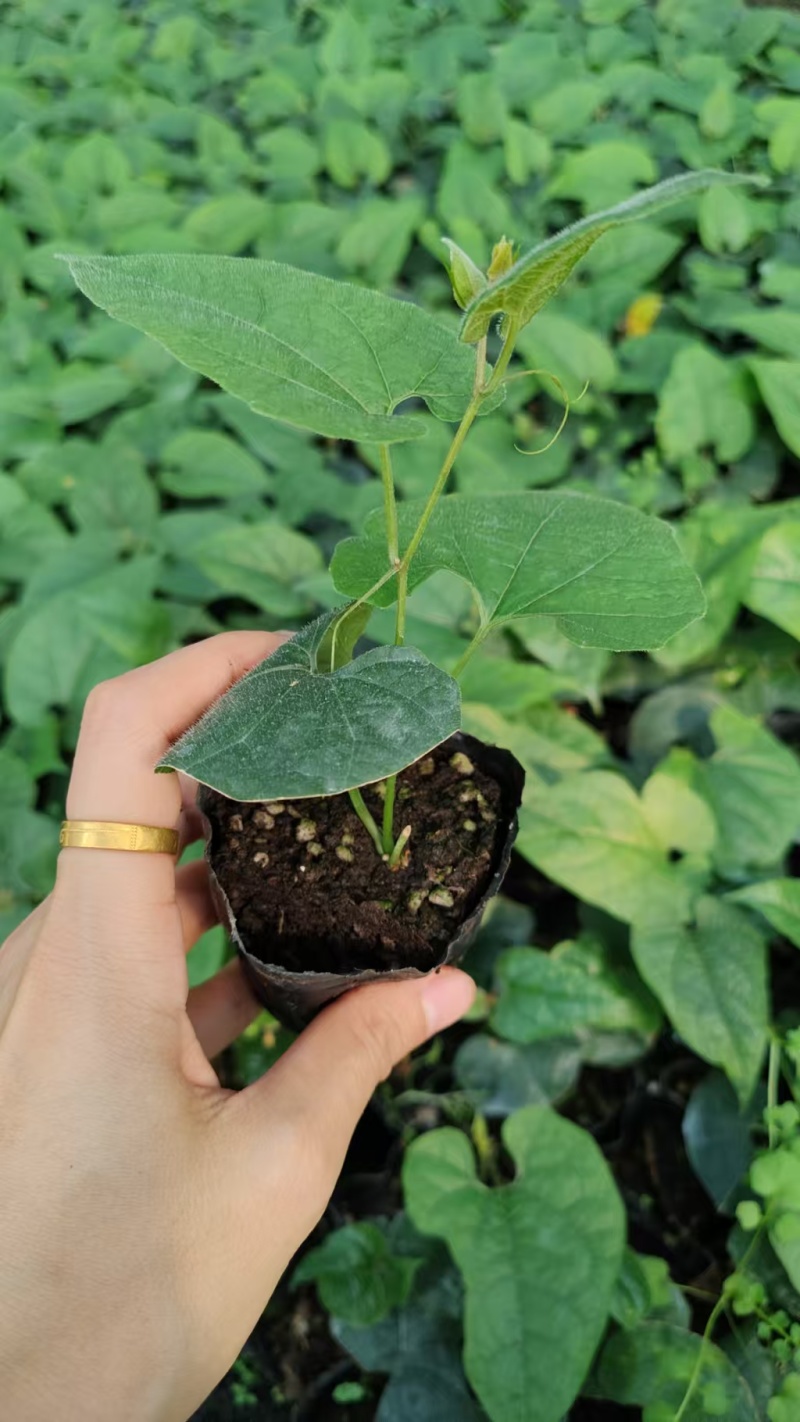 罗汉果果苗带杯发货量大价优基地直发保质保量欢迎选购