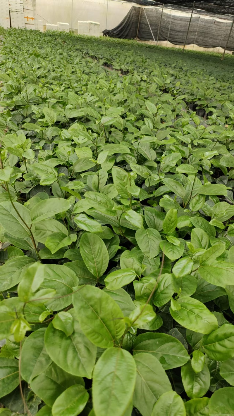 罗汉果果苗带杯发货量大价优基地直发保质保量欢迎选购
