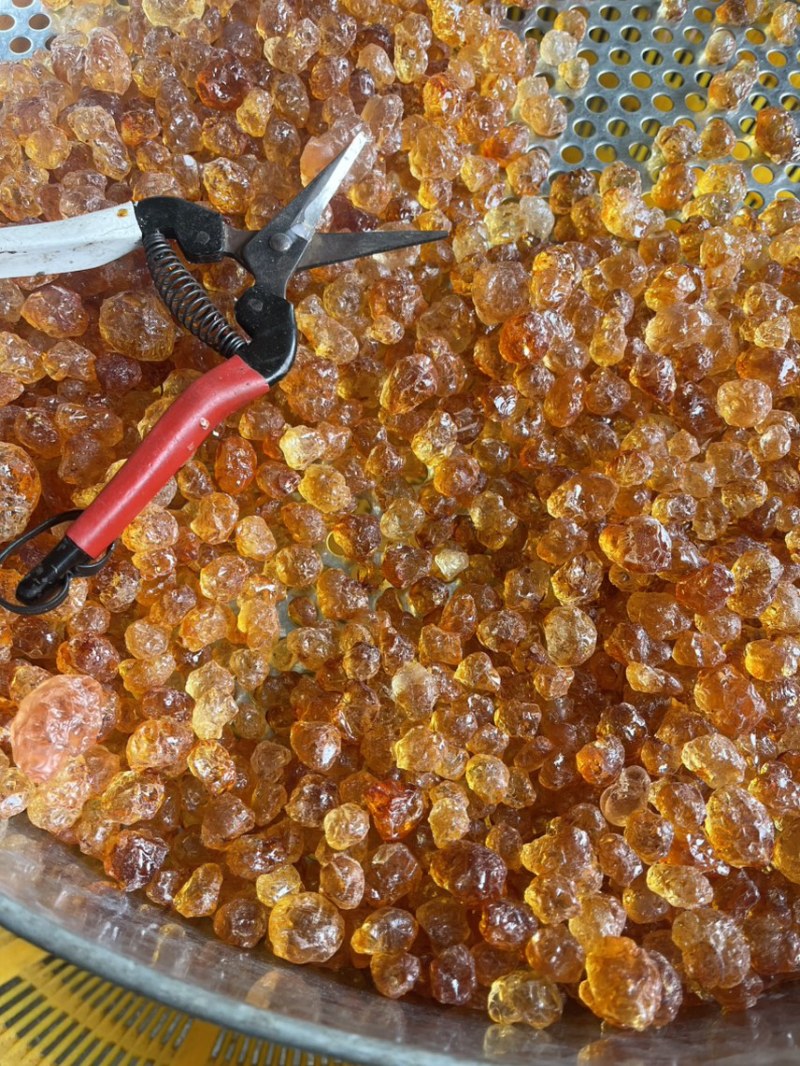 精修剪颗粒桃胶，1.0到1.5规格，都有货，产地一手货源