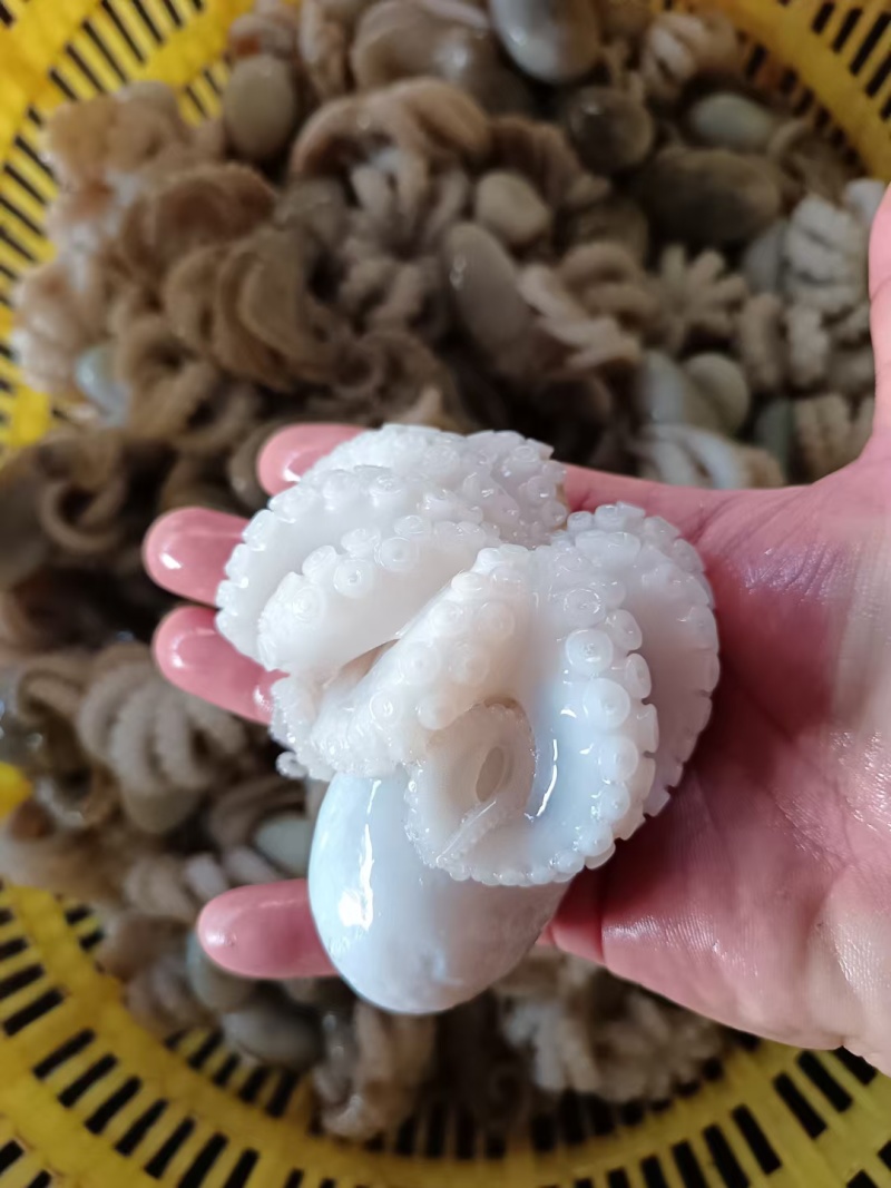 冰鲜八爪鱼批发