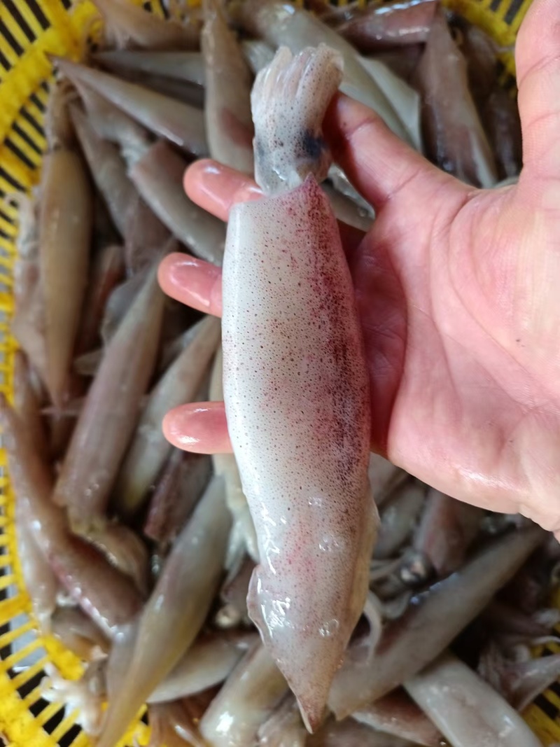 冰鲜钓鱿
