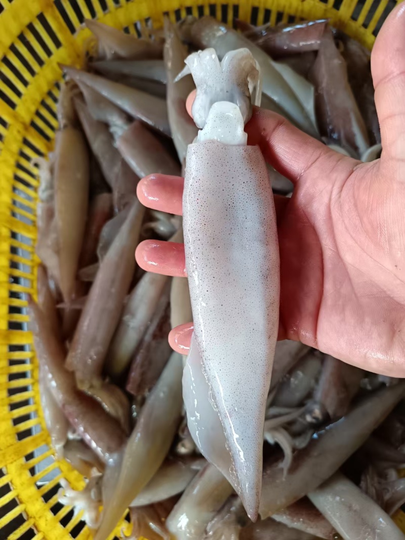 冰鲜钓鱿