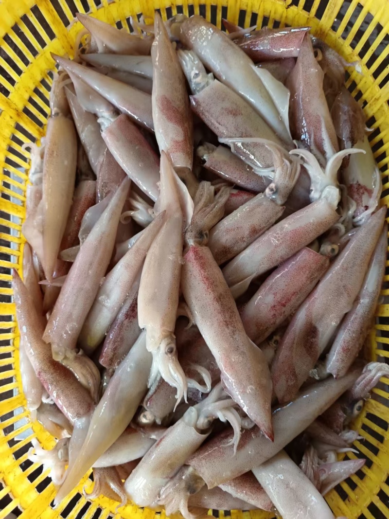 冰鲜钓鱿