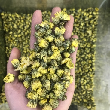 胎菊，质量保证，一手货源，质量保证，价格优惠