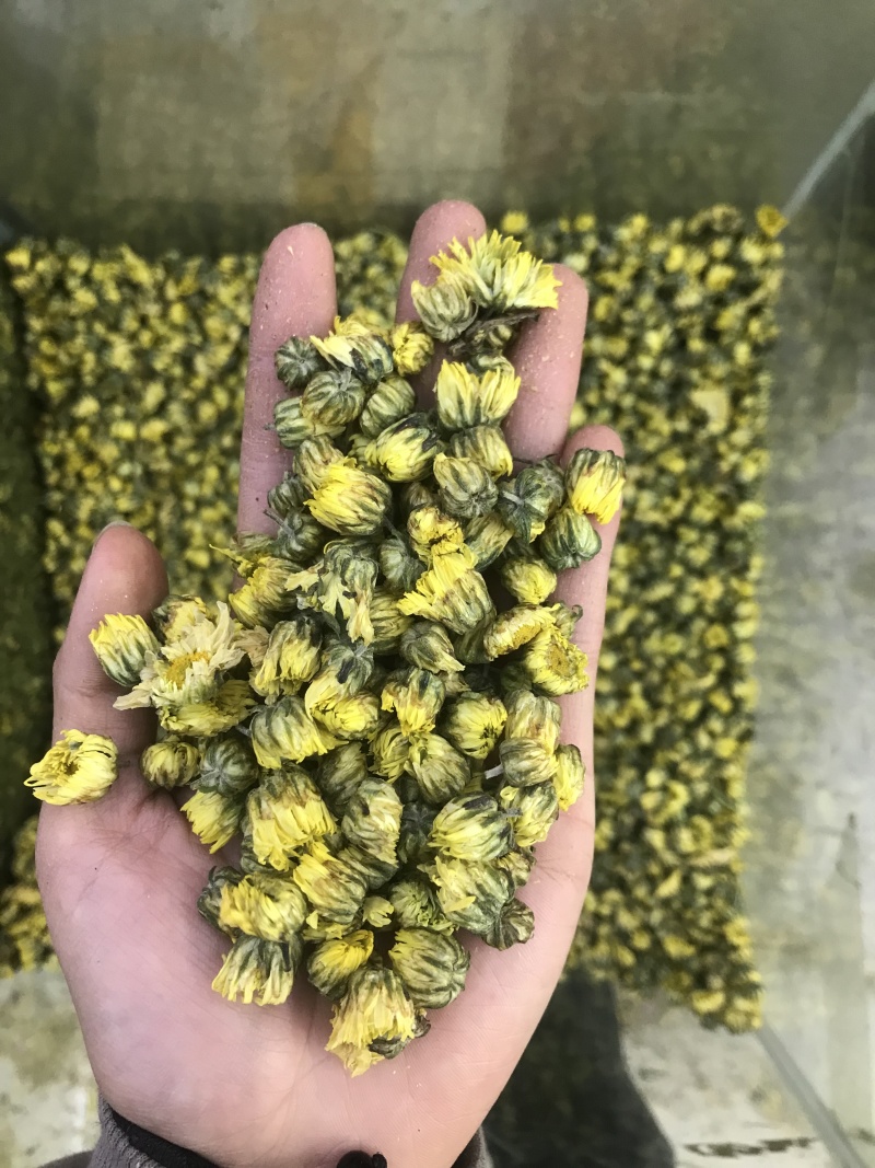 胎菊，质量保证，一手货源，质量保证，价格优惠