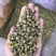 胎菊，质量保证，一手货源，质量保证，价格优惠