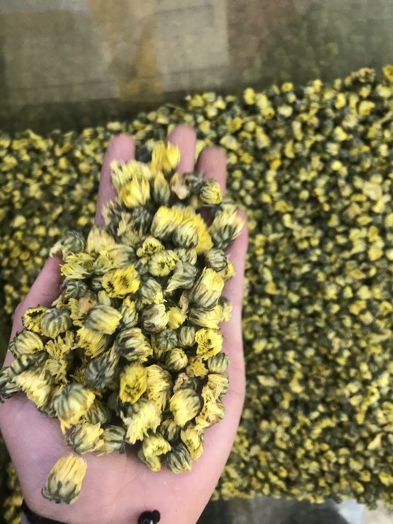 胎菊，质量保证，一手货源，质量保证，价格优惠
