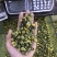 胎菊，质量保证，一手货源，质量保证，价格优惠