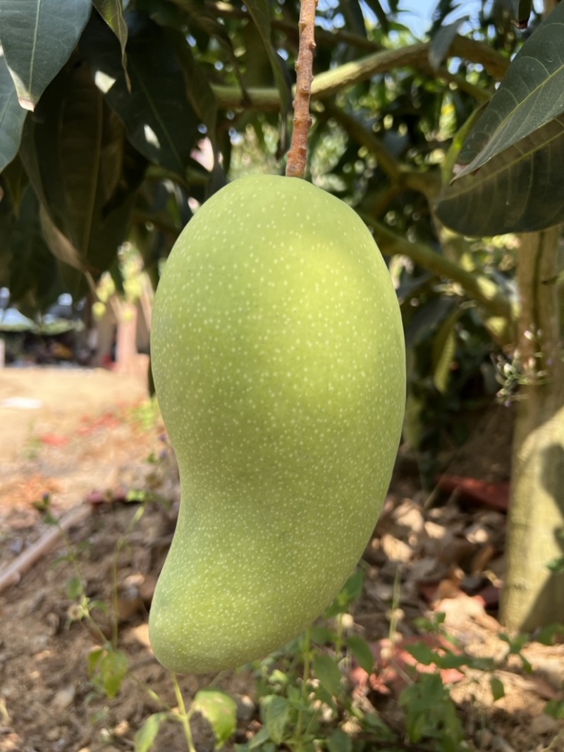 云南金煌芒云南芒果大量上市品质保证可对接市场电商