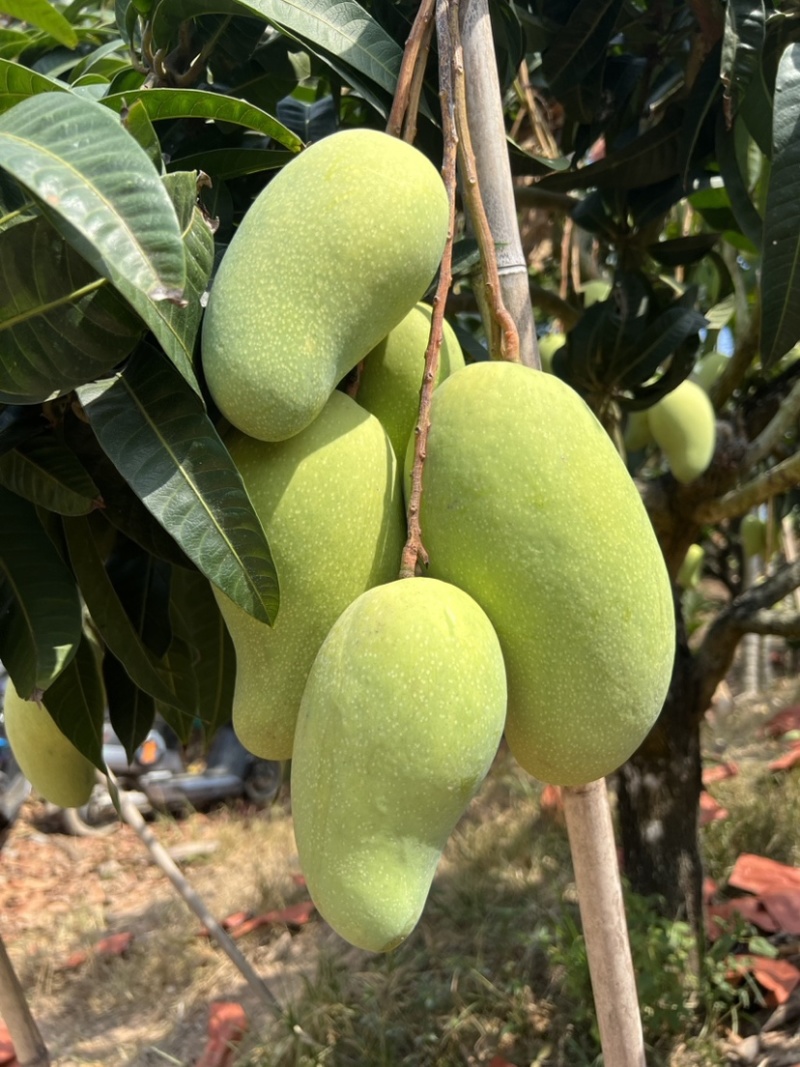 云南金煌芒云南芒果大量上市品质保证可对接市场电商