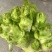 精品儿菜多籽菜保质保量万亩基地对接电商平台市场团购