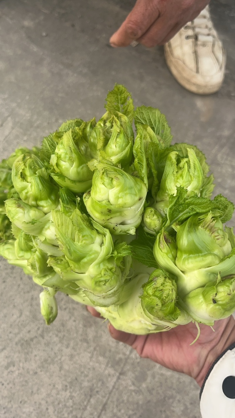 精品儿菜多籽菜保质保量万亩基地对接电商平台市场团购