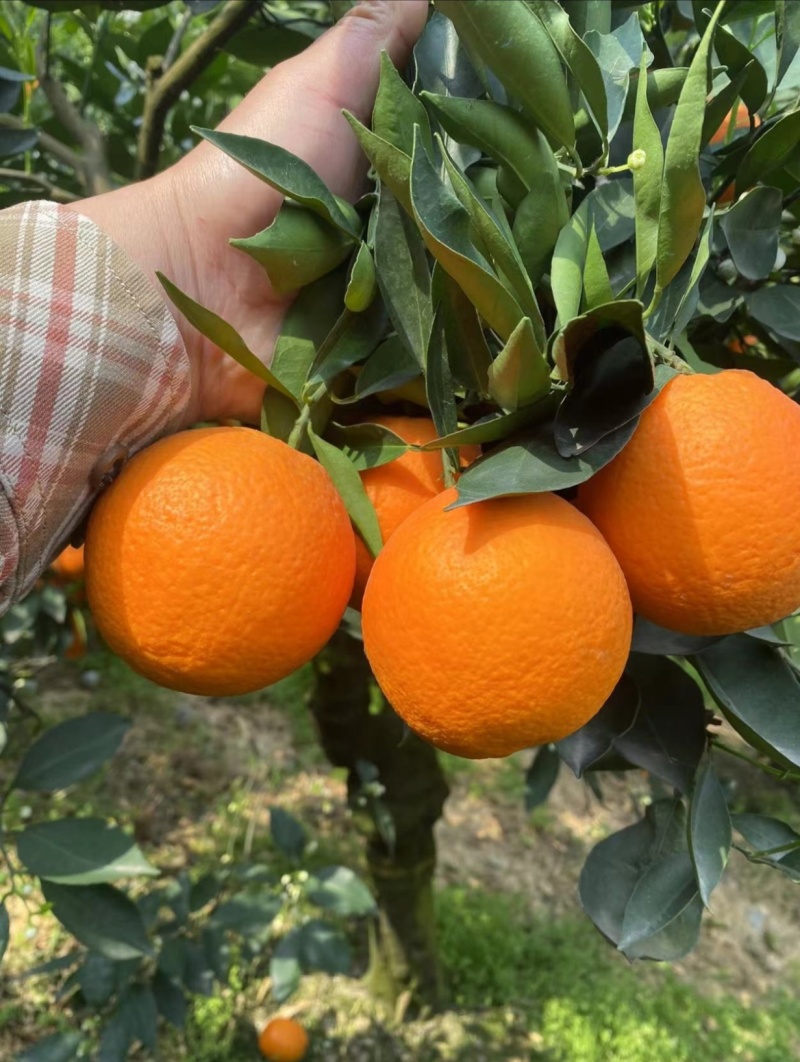 脐橙脐橙湖北橙子现摘现发口感甜水分足量大优惠