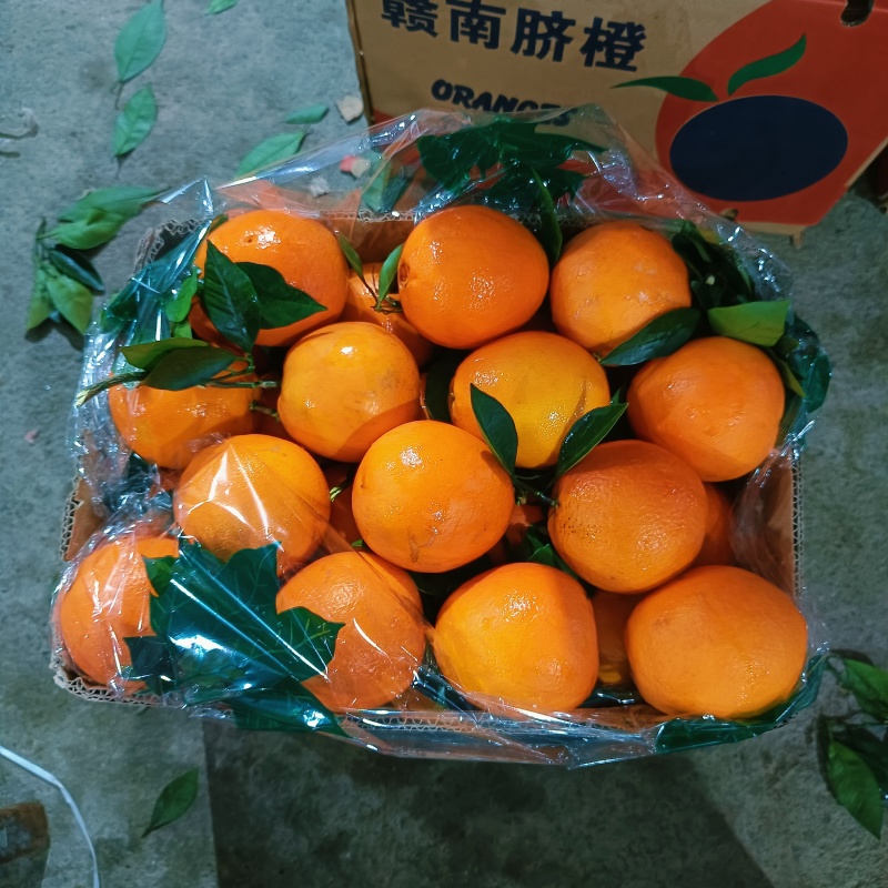 脐橙脐橙湖北橙子现摘现发口感甜水分足量大优惠