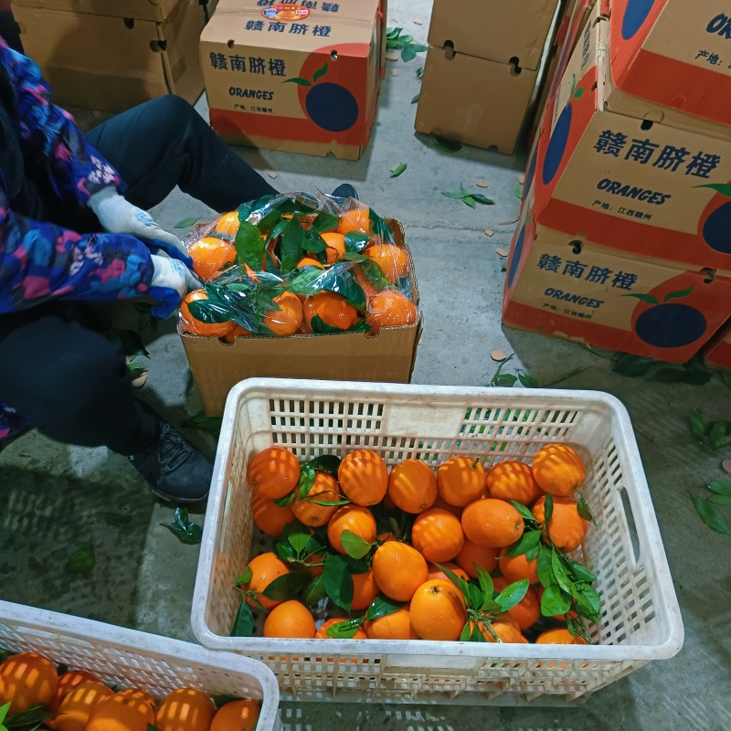 脐橙脐橙湖北橙子现摘现发口感甜水分足量大优惠