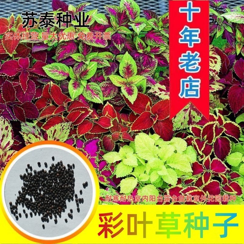 彩叶草种子家庭室内盆栽种植花仙子种子彩叶草花草类园艺种子