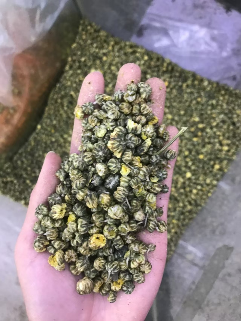 胎菊，大货批发，一手货源，质量保证，量大价优