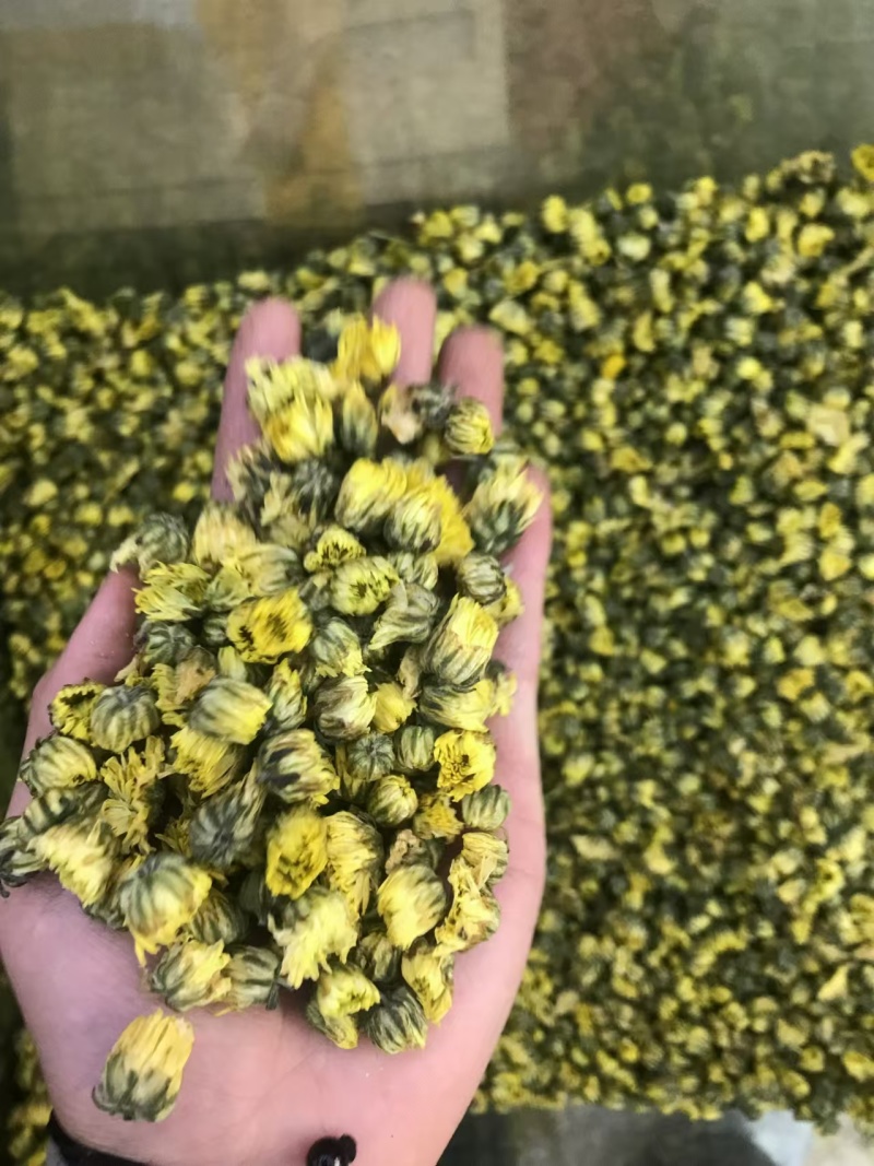 胎菊，大货批发，一手货源，质量保证，量大价优