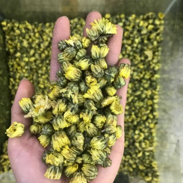 胎菊，大货批发，一手货源，质量保证，量大价优
